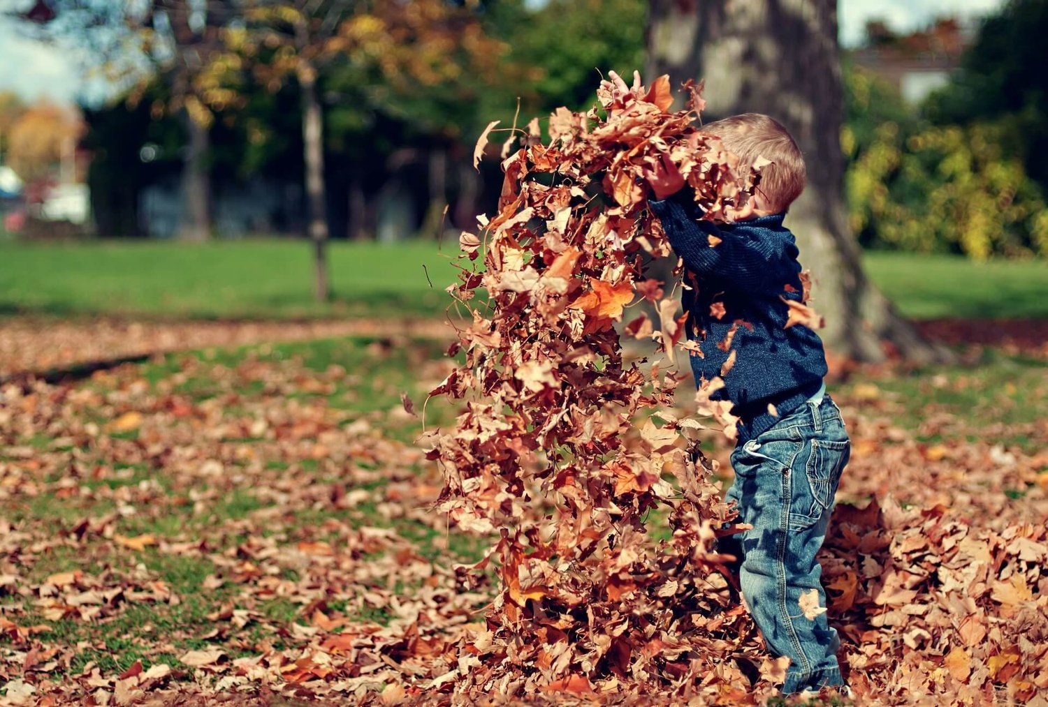 Child playing in a park, throwing armfuls of fallen autumn leaves into the air.