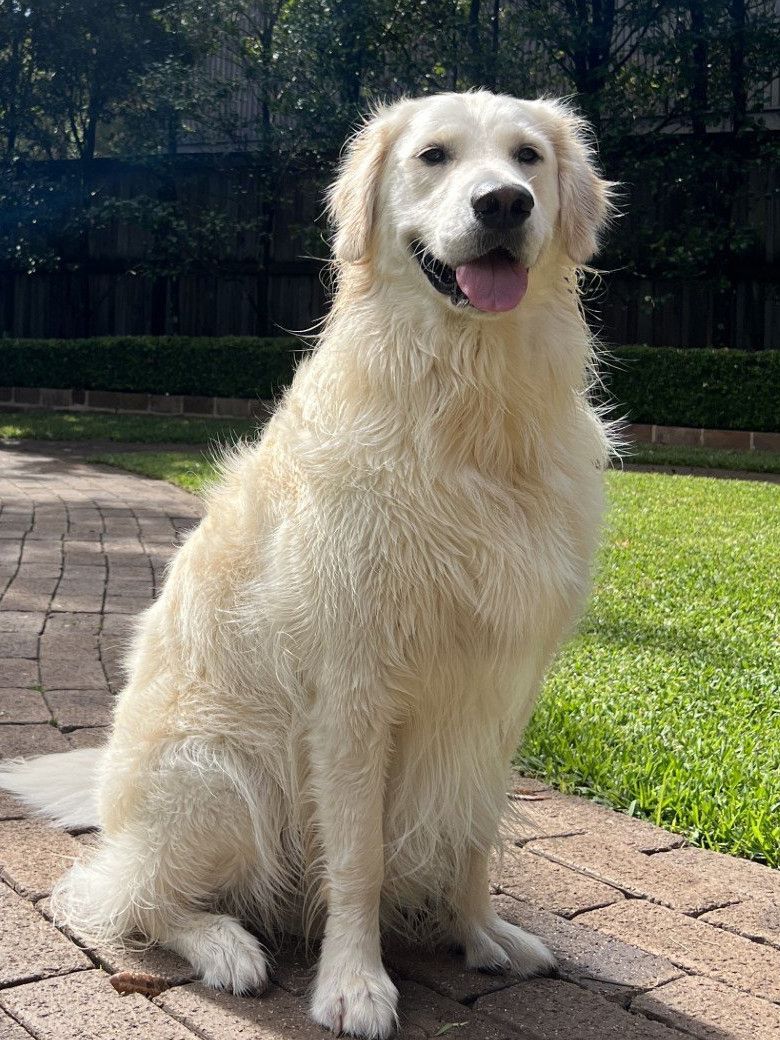Oscar, a Golden Retriever and Little Legends OT’s Chief Happiness Officer, sitting on a sunny garden path with his tongue out.