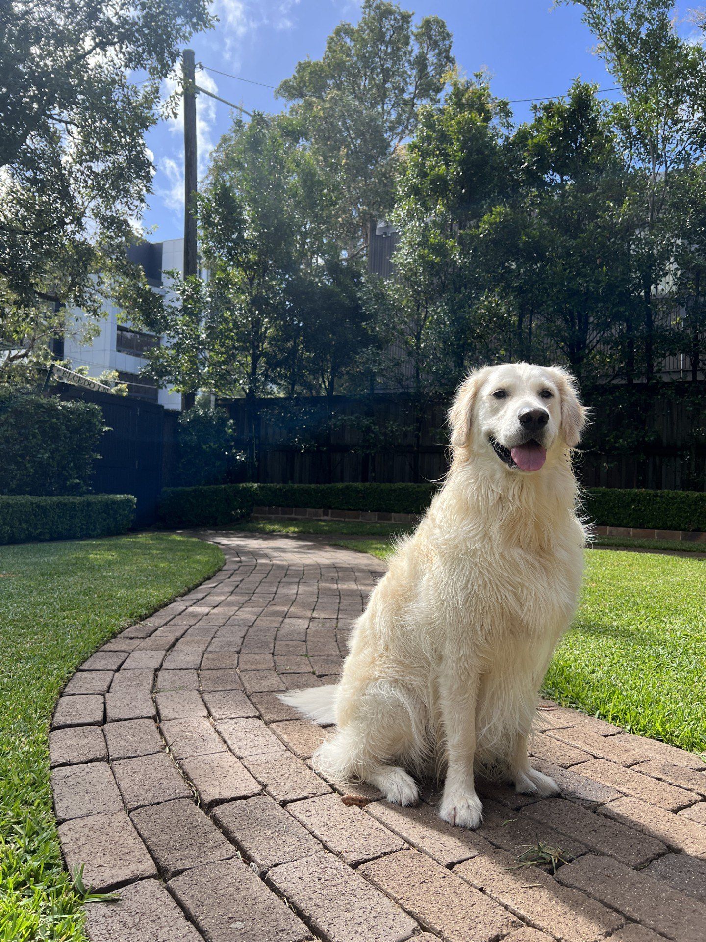 Oscar, a Golden Retriever and Little Legends OT’s Chief Happiness Officer, sitting on a sunny garden path with his tongue out.